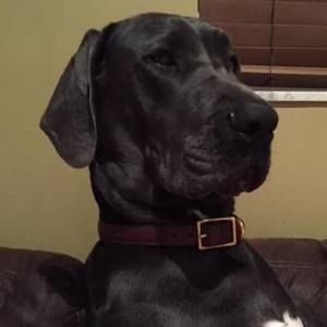 Meet your Posher, Bill